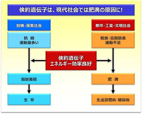 倹約遺伝子は、現代社会では肥満の原因に