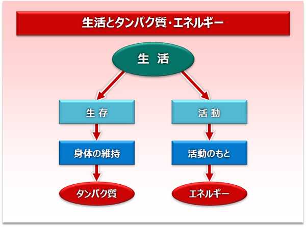 生活とタンパク質・エネルギー